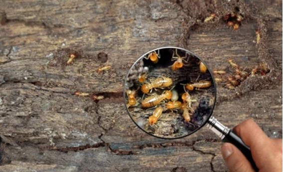 วิธีสังเกตว่ามีปลวกบุกบ้านหรือยัง