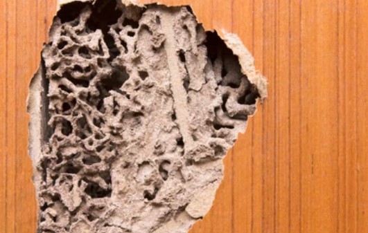 ไม้ที่ถูกปลวกกิน