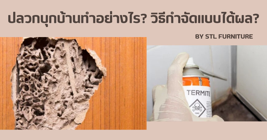 ปลวกบุกบ้านทำอย่างไร? วิธีกำจัดแบบได้ผล?